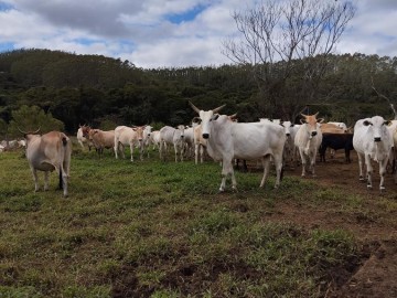 Fazenda - Venda - / - Guaratinguet - SP